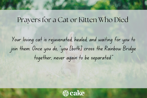 Prayers for a cat who died